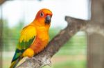 Sun Conure Parrot Stock Photo