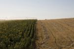 Irrigation System On Sunflower Field Stock Photo