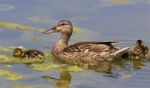 The Duck And Three Chicks Stock Photo