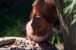 Close-up Shot Of An Eurasian Red Squirrel (sciurus Vulgaris) Stock Photo