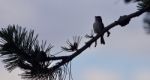 Picture With A Cute Bird Singing While Sitting Stock Photo