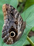 Caligo Eurilochus Brasiliensis Stock Photo