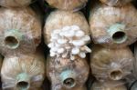 Organic Mushroom Farm Stock Photo