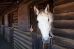 Horse Portrait Stock Photo