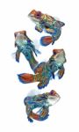 Marine Fish, Mandarin Fish Stock Photo