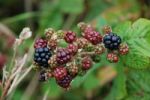 Blackberries Stock Photo