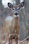 Beautiful Picture With The Cute Deer Stock Photo