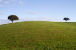 Empty Green Hills With Very Few Scattered Trees Stock Photo