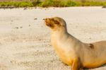 Sea Lion In Galapagos Islands Stock Photo