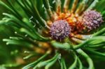 Emerging Pine Cone Stock Photo