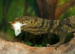 Monitor Lizard eating mouse Stock Photo