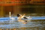 Attacking Greylag Goose (anser Anser).jpg Stock Photo