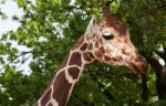 Giraffe In City Zoo Stock Photo