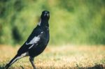 Australian Magpie Outdoors Stock Photo