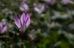 The Cyclamen Blooming In Israel	 Stock Photo