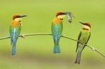 Chestnut-headed Bee-eater Stock Photo