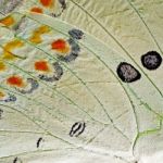 Butterfly Wing Stock Photo