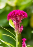 Cockscomb Flower Stock Photo