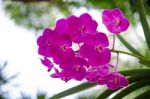 Beautiful Purple Orchid Blooming On The Trees. Warm Sunshine Bac Stock Photo