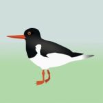 Oyster Catcher Stock Photo