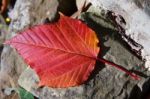 Close-up Acer Rufinerve Snake-bark Maple Leaf Stock Photo