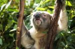 Koala By Itself In A Tree Stock Photo