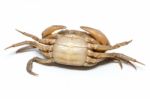 Field Crab Stock Photo