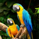 Blue And Gold Macaw Stock Photo