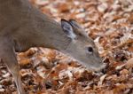 Beautiful Photo Of The Cute Deer With The Leaves On The Background Stock Photo