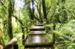 Bridge In To The Jungle Stock Photo