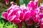 Pink Cyclamen Flower In Garden Stock Photo