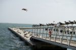 Group Of Seagulls On Pier Stock Photo