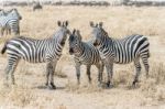 Zebras In Serengeti National Park Stock Photo