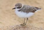 Shore Bird Stock Photo