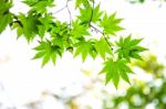 Fresh Green Maple Leaves With Soft Focus Stock Photo