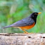 Male Black-breast Thrush Stock Photo