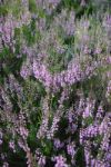 Wild Heather Stock Photo