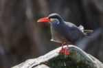 Inca Tern (larosterna Inca) Stock Photo