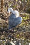 The Grey Heron Stock Photo