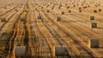 Countless Bales Stock Photo