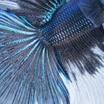 Betta Tail Fish Abstract Stock Photo