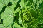 Cabbage Leaf Stock Photo