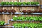 Hydroponic Salad Stock Photo