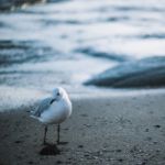 Seagull On The Beach Stock Photo