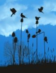 Tiny Birds On Thistles In Autumn Stock Photo