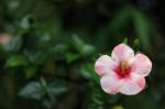 Close Up Of Pink Hibiscus Flower Stock Photo