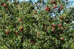 Apple Tree Stock Photo