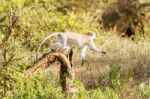 Chlorocebus Pygerythrus, Vervet Monkey In Serengeti National Par Stock Photo