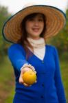 Gardener Girl Picking Fresh Orange Stock Photo