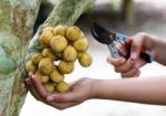 Cutting Bunch Of Lanzones Stock Photo